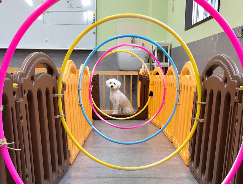 犬のプレイルーム